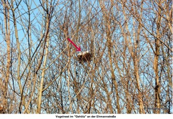 Vogelnester im Gehölz